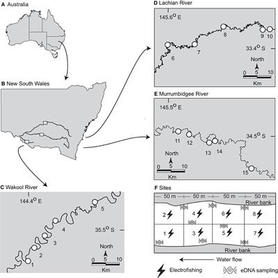 Correlated environmental DNA and electrofished estimates of relative biomass for golden perch, Macquaria ambigua